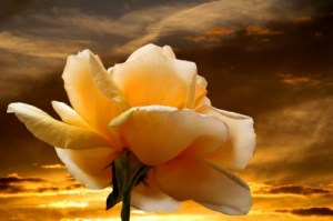 396798_web_R_K_B_by_Joujou_pixelio.de