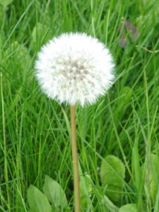 260011_web_R_K_by_Bärbel Jobst_pixelio.de