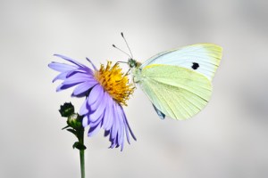 white butterfly