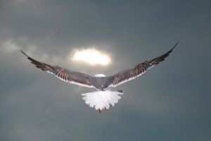 398258_web_R_K_by_sokaeiko_pixelio.de