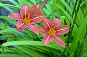 698779_web_R_by_Manfred Mazi_pixelio.de