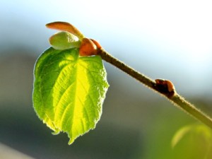 726888_web_R_K_B_by_uschi dreiucker_pixelio.de