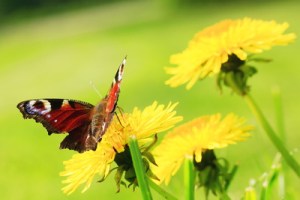 Bildquelle: uschi dreiucker  / pixelio.de