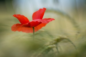 734234_web_R_by_Radka Schöne_pixelio.de